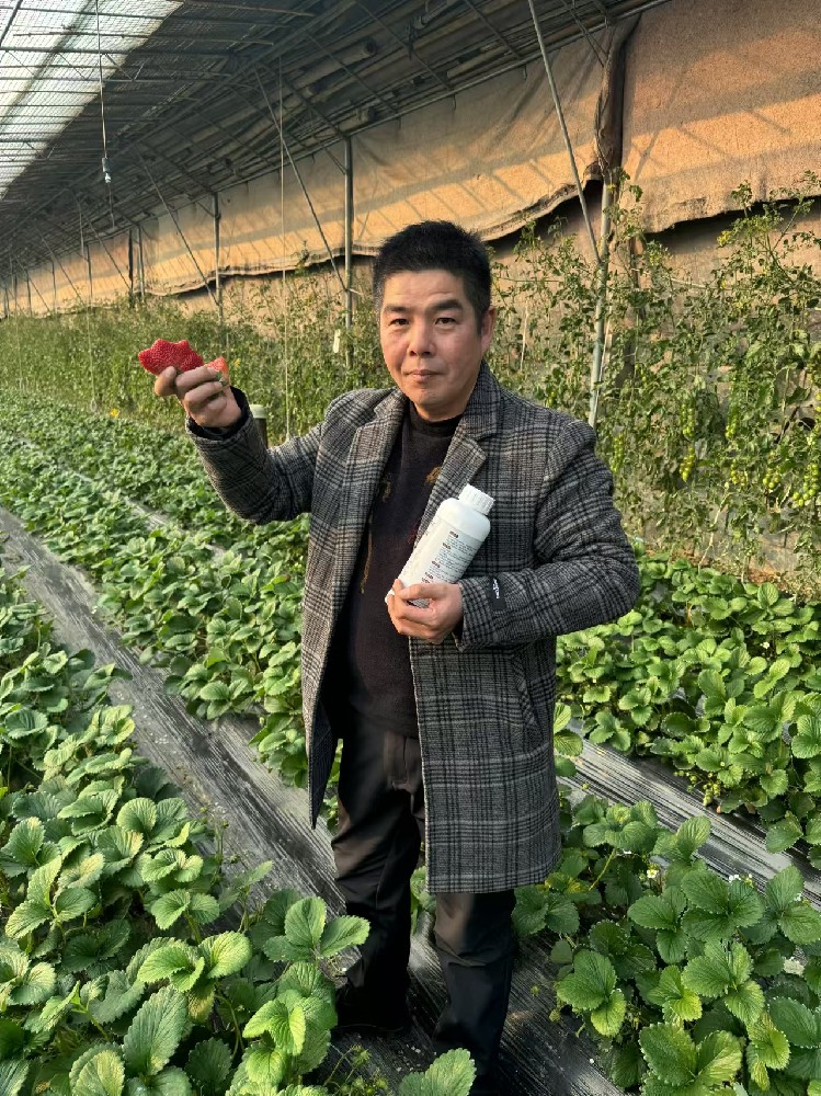 俄威特肥在上海草莓实验田取得重大成功