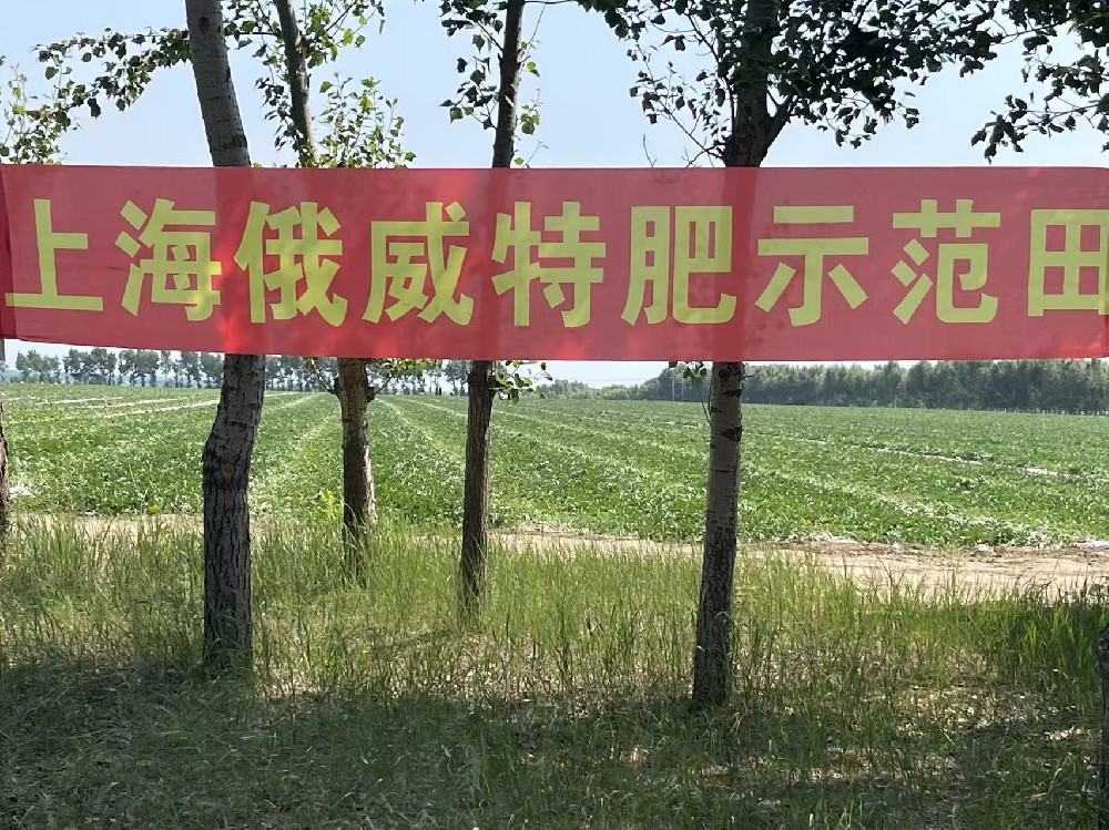 西瓜实验田1
