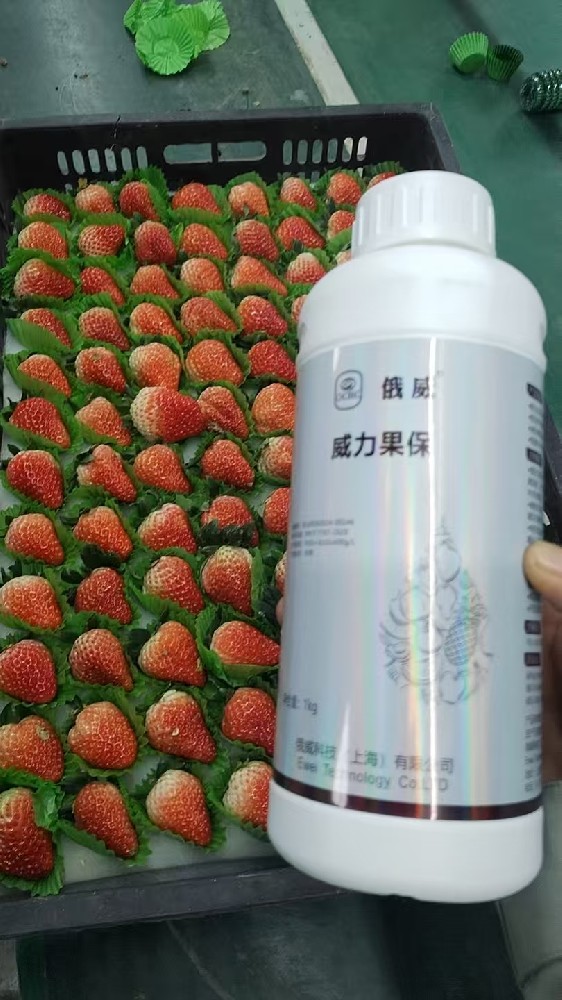 草莓实验田2