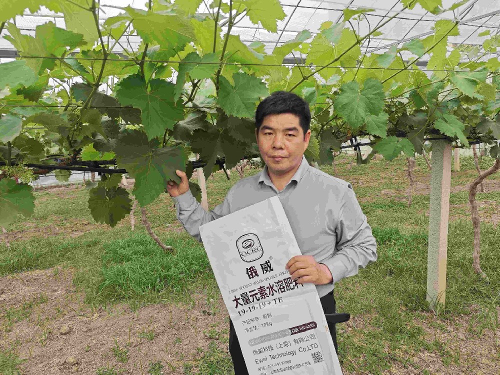 葡萄种植常见问题解答