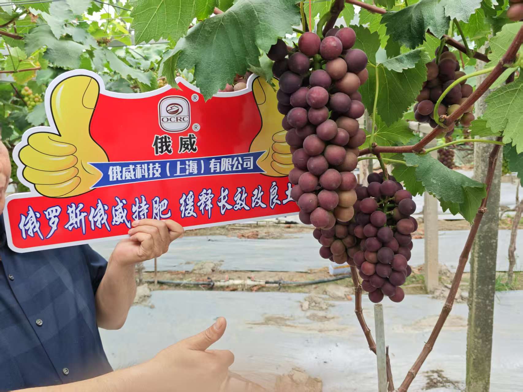 1754189787120976.jpg 葡萄.jpg
