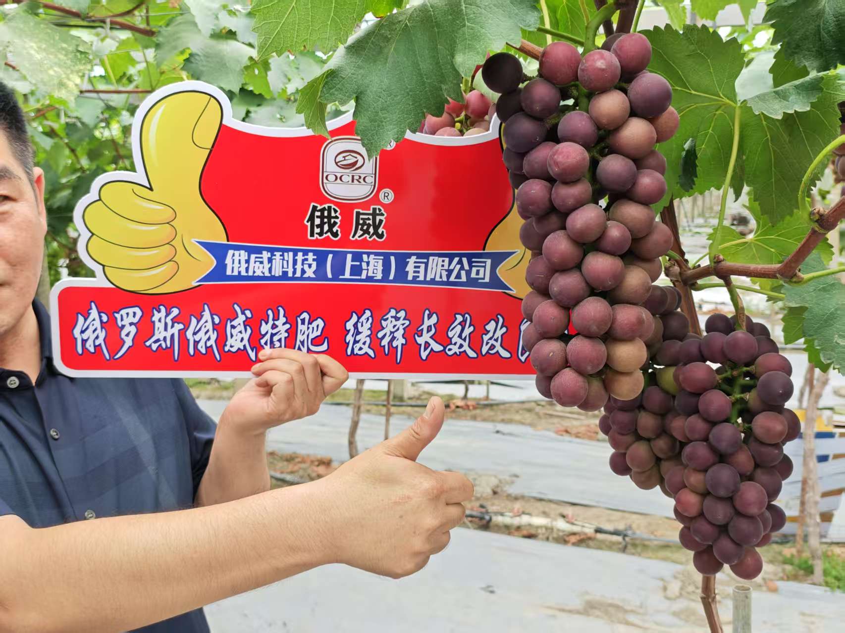 1754189806154705.jpg 葡萄1.jpg