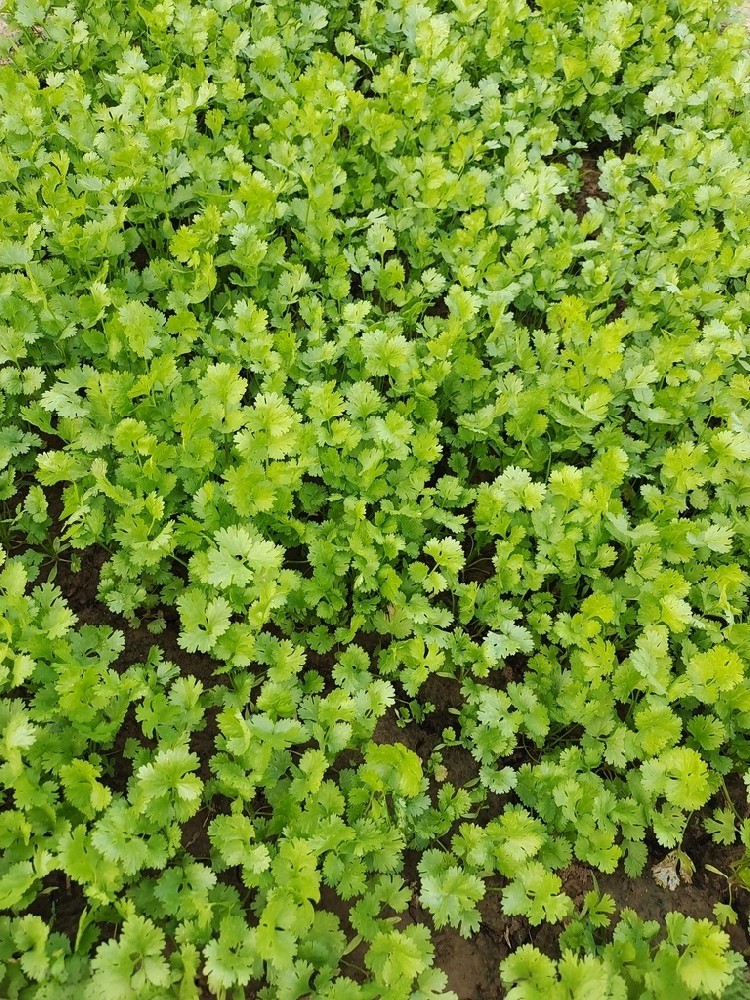 种香菜总出问题?俄威19-19-19平衡肥来支招,让香菜鲜嫩又高产!