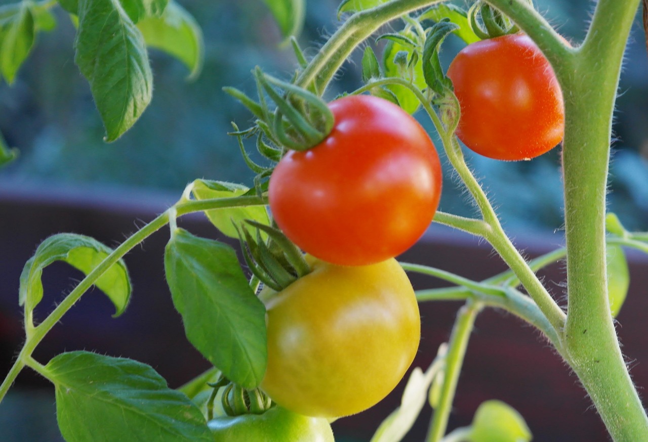 1754483276208561.jpg bush-tomatoes-876963_1280.jpg