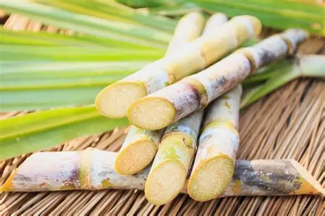 甘蔗增产提质密码,藏在俄威科技肥料里!