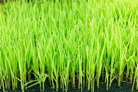 农户都在疯传的俄威修复液,究竟是何方“神器”?