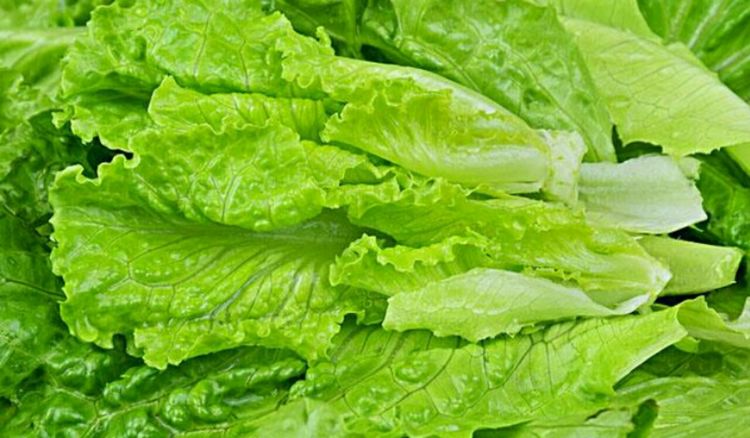 种生菜用俄威肥料?这几点好处很实在